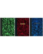 Registre à couverture Annonay - Echéancier mensuel - 297 x 210 mm elve